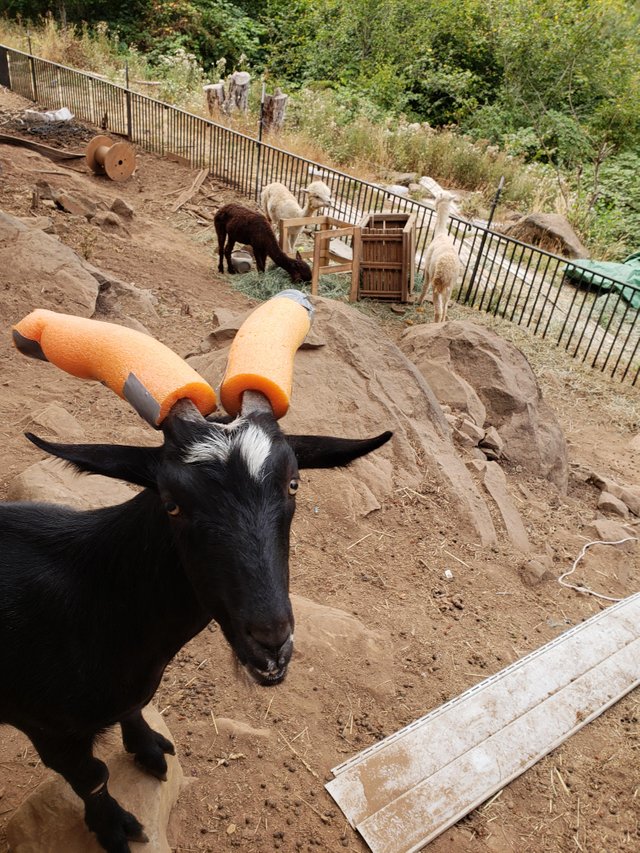 naughty goat pool noodle