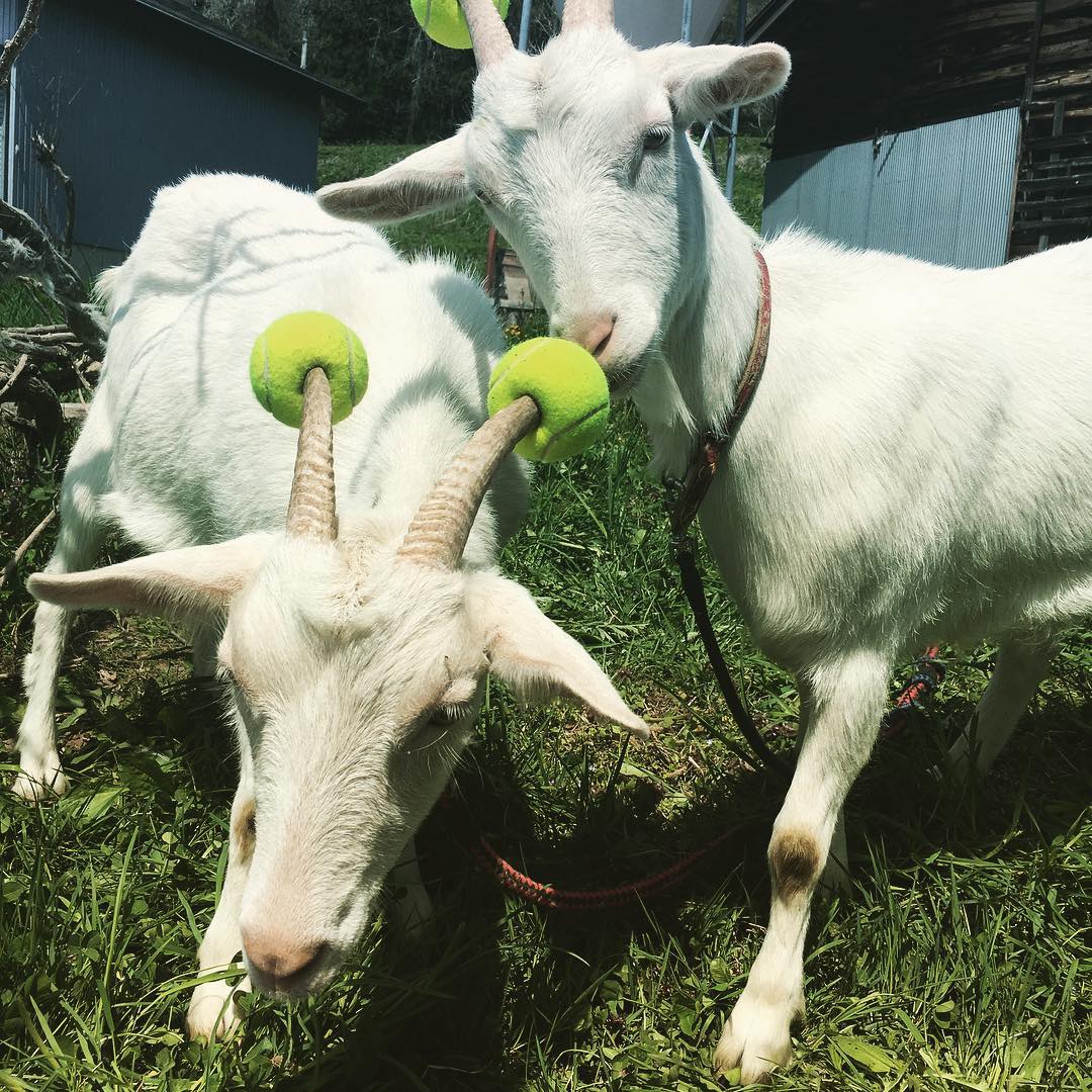 naughty goat tennis balls