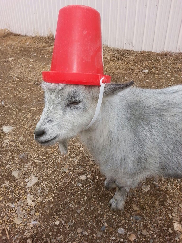 naughty goat bucket