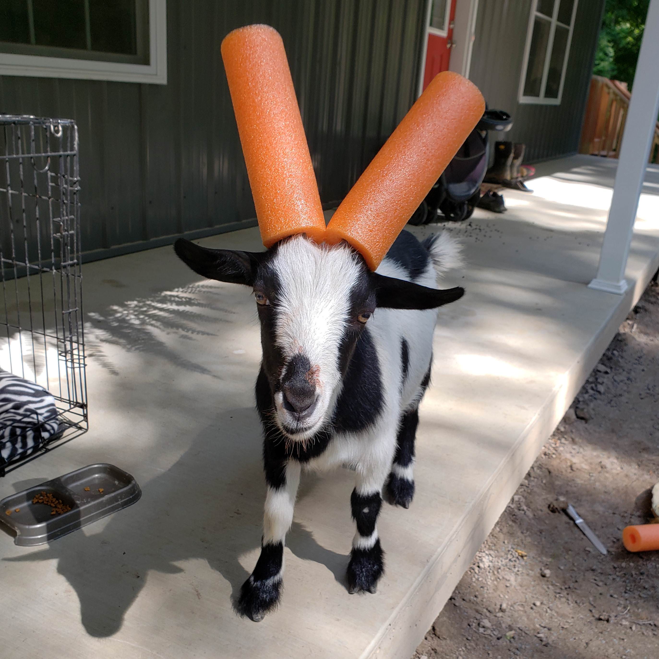 naughty goat pool noodle