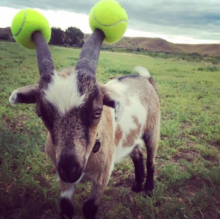 naughty goat tennis balls