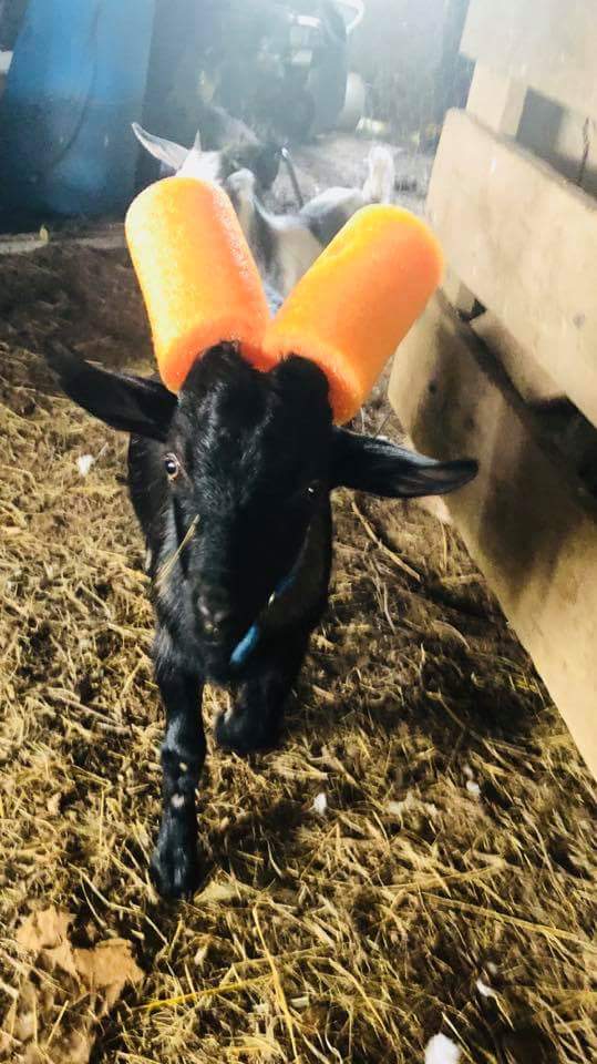 naughty goat pool noodle