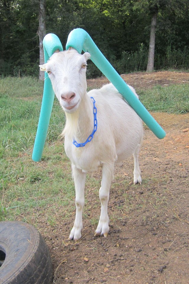 naughty goat pool noodle