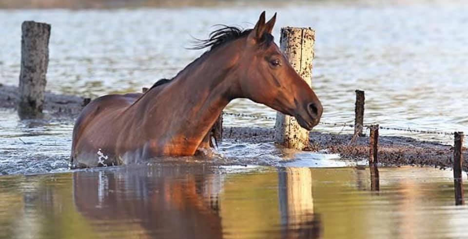 horse oklahoma flood