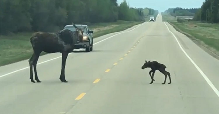 mom moose and baby