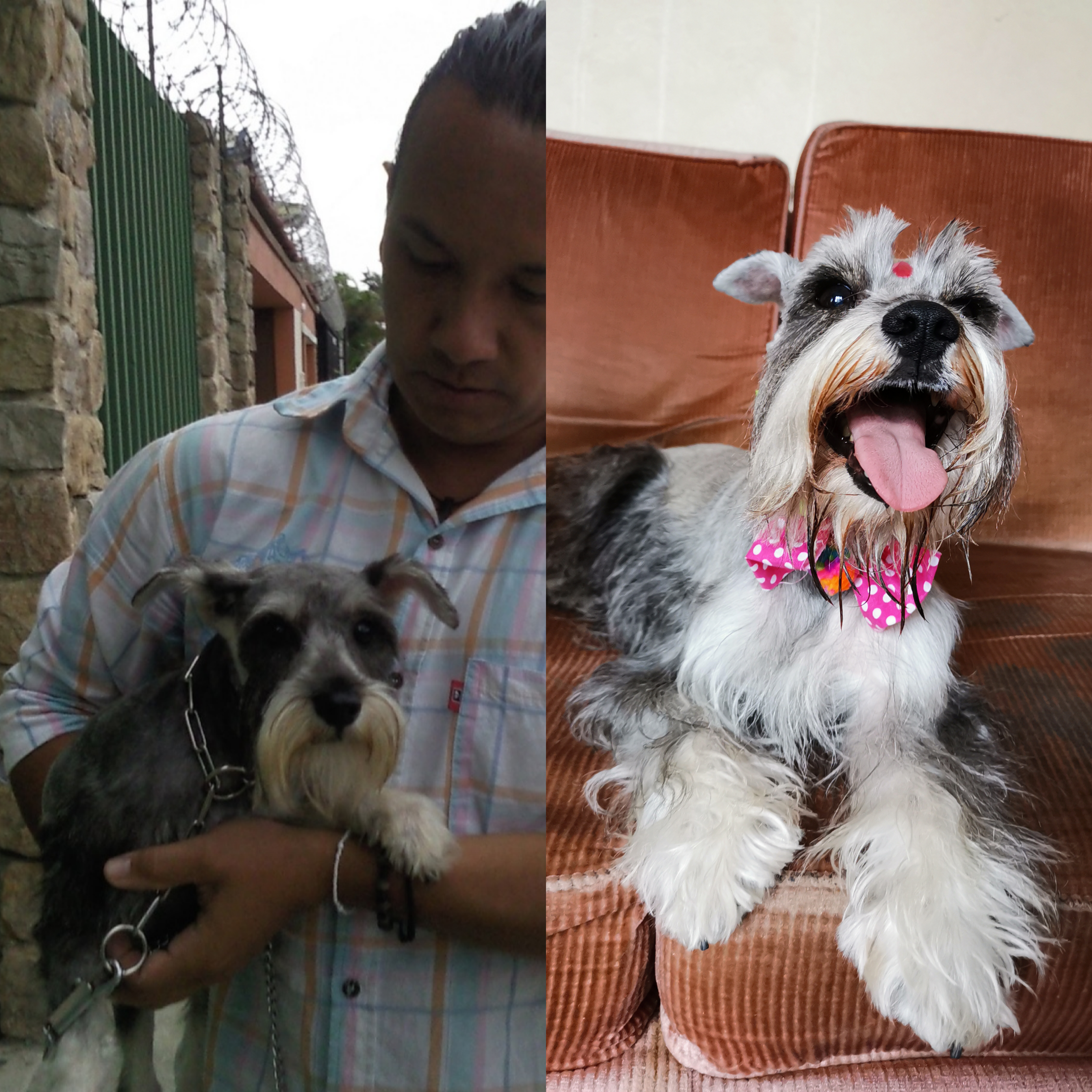 dog before after
