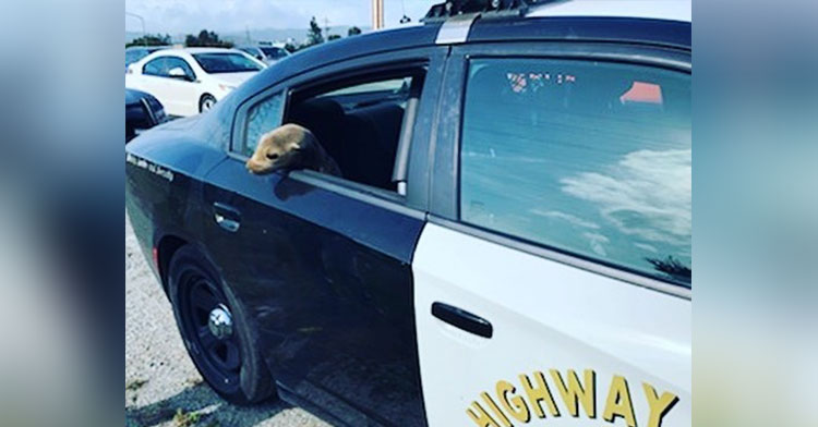 sea lion in cop car