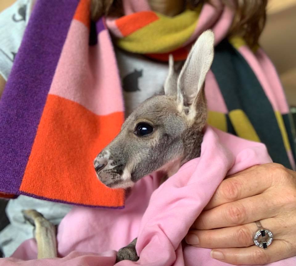 sasha baby kangaroo