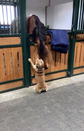 dog horse friends