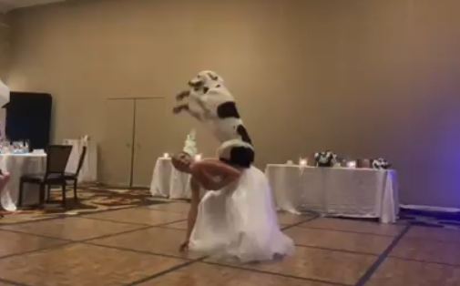  wedding first dance dog