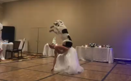 wedding first dance dog