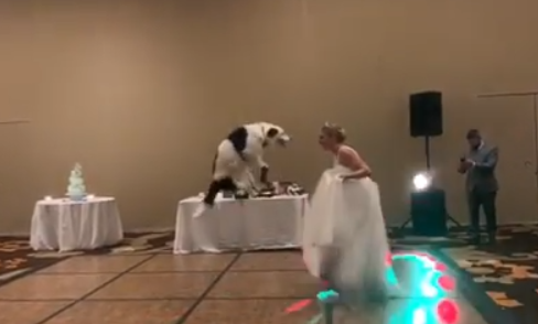 wedding first dance dog