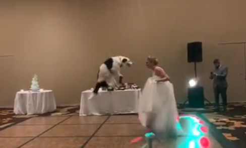  wedding first dance dog