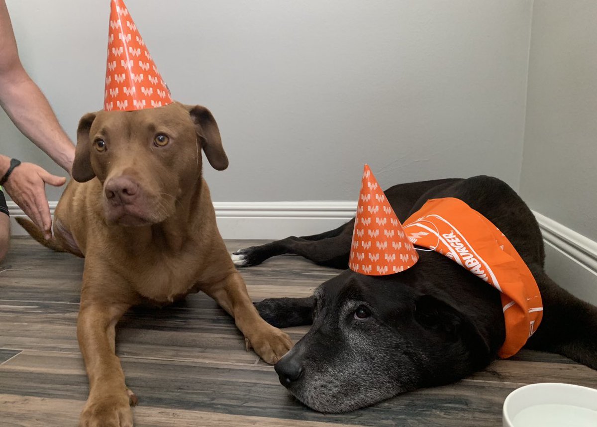 whataburger party dog stitch