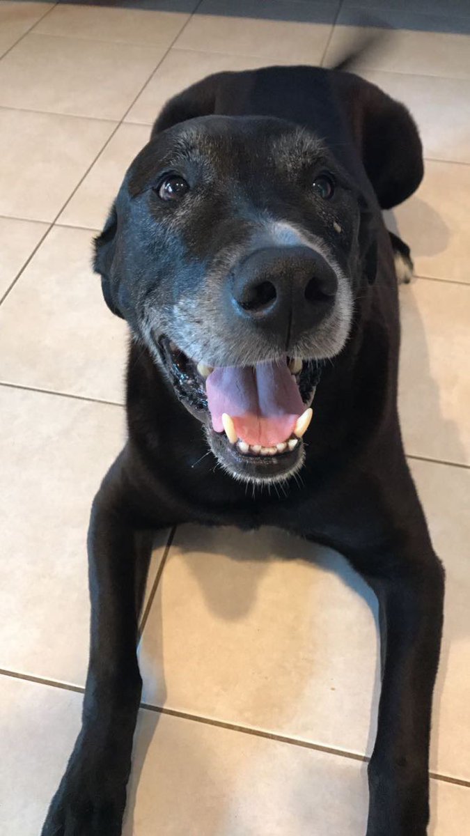 dog stitch