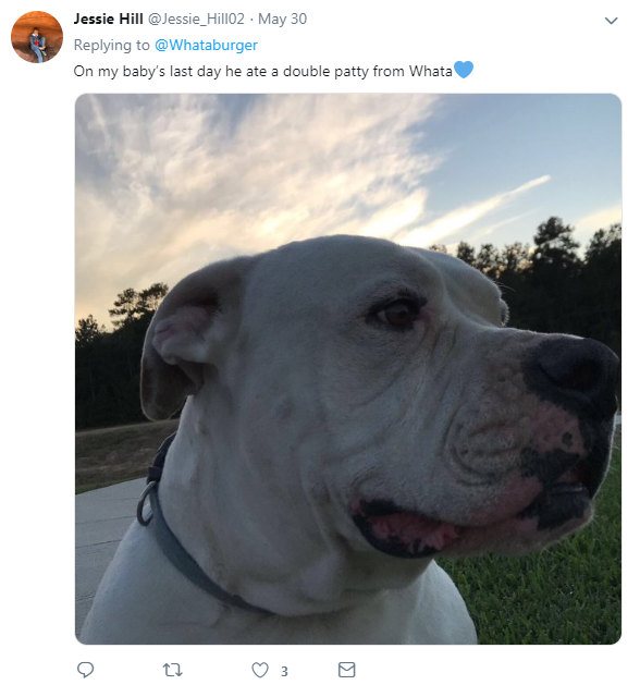 whataburger tweet dog