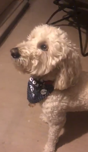 benny smells dad