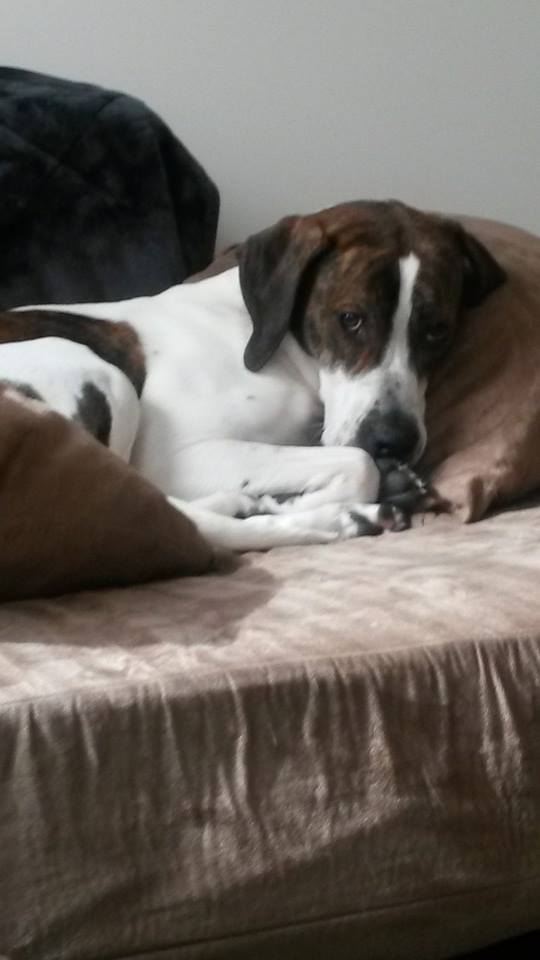 dog brindle