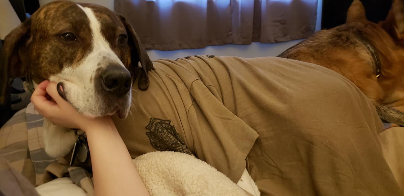 dog wears dad's shirt