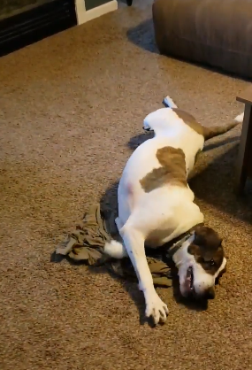 brindle smells dad