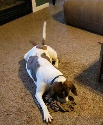 brindle smells dad