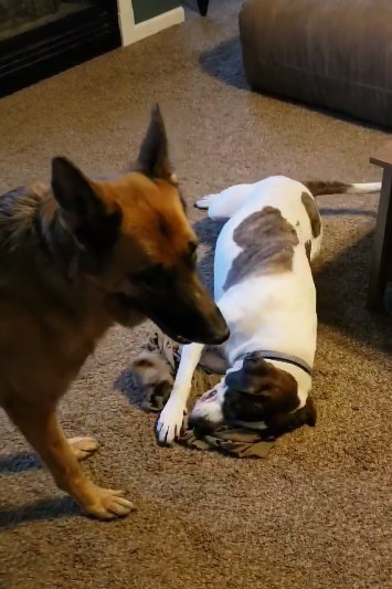 brindle smells dad