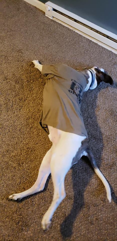 dog wears dad's shirt