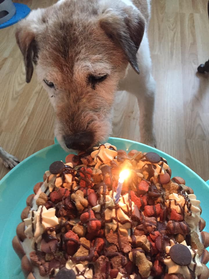 dog birthday cake