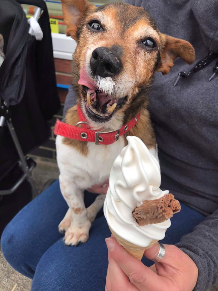 dog eats ice cream