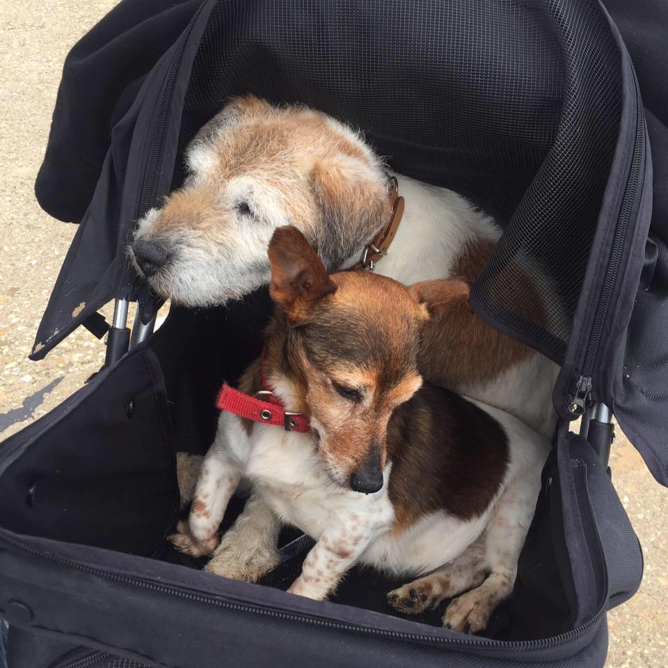 dogs in stroller