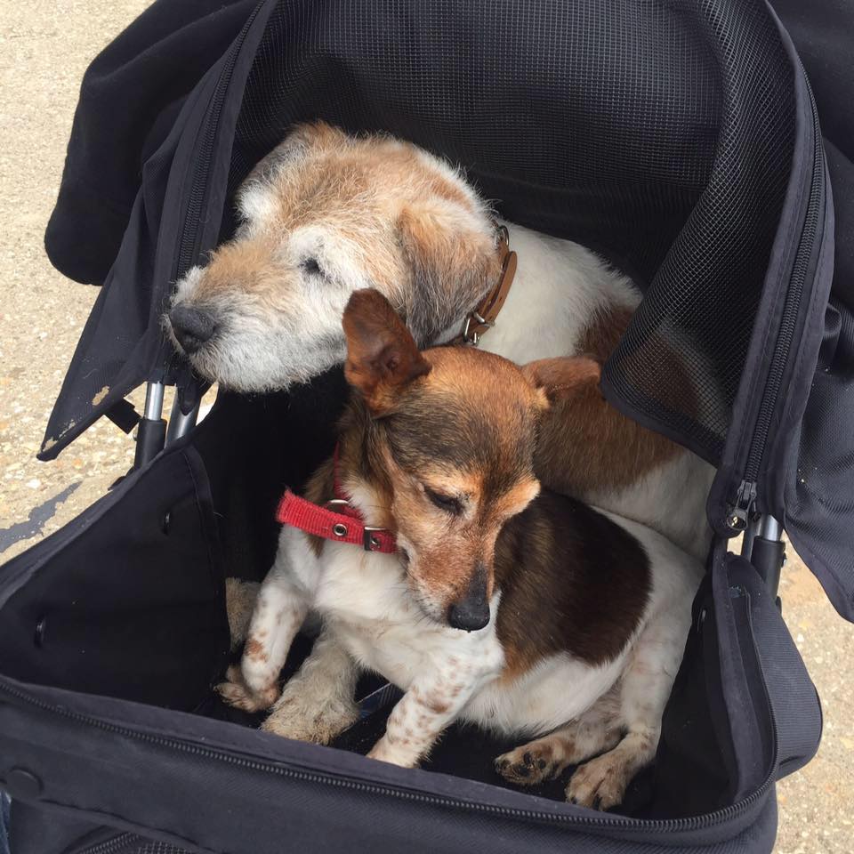 Strollers for shopping at Bicester Village with your pets