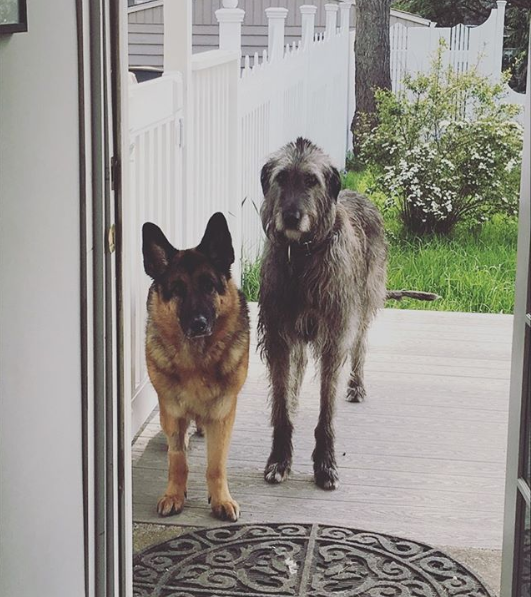 german shepherd and irish wolfhound