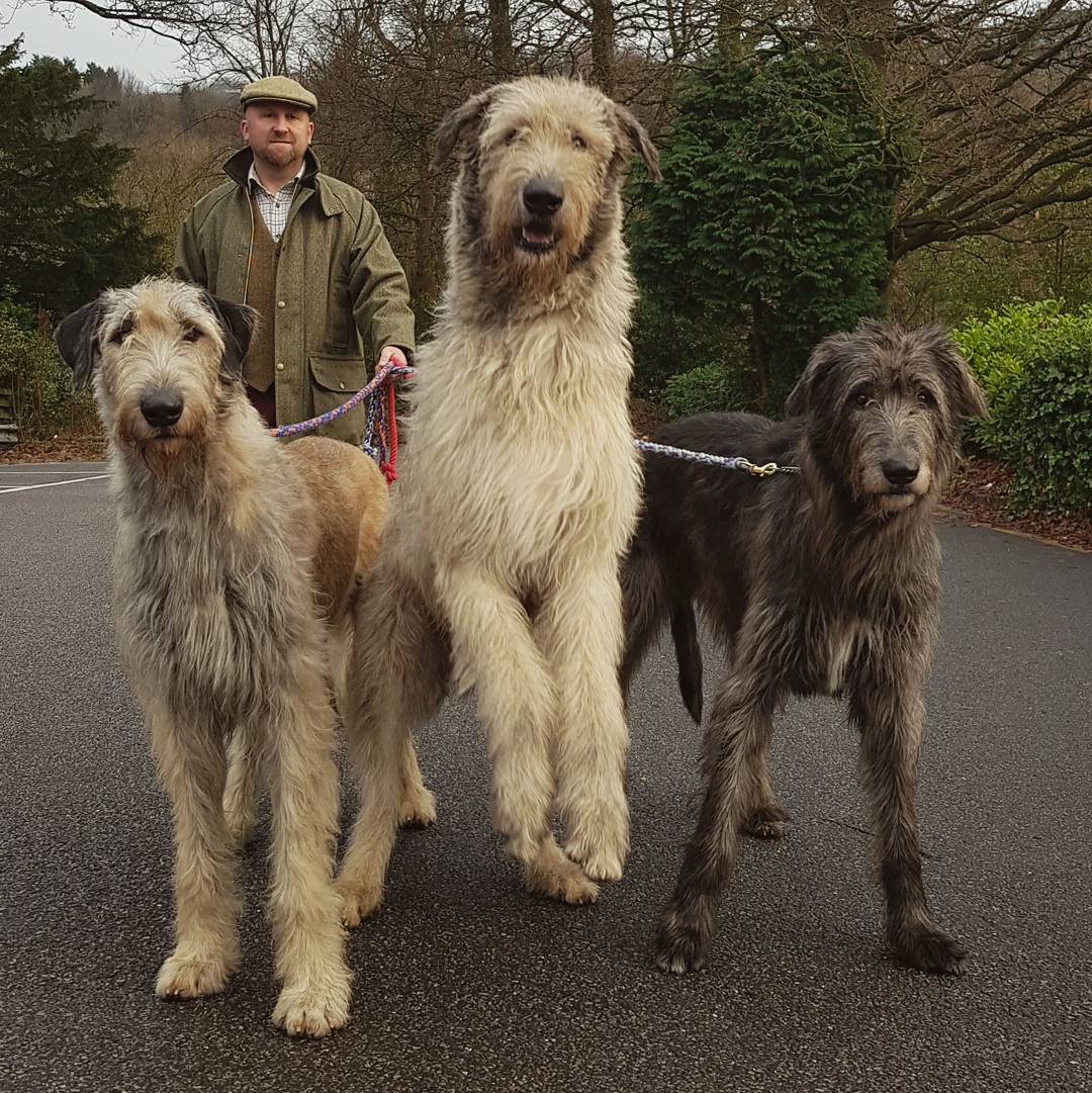 irish wolfhounds