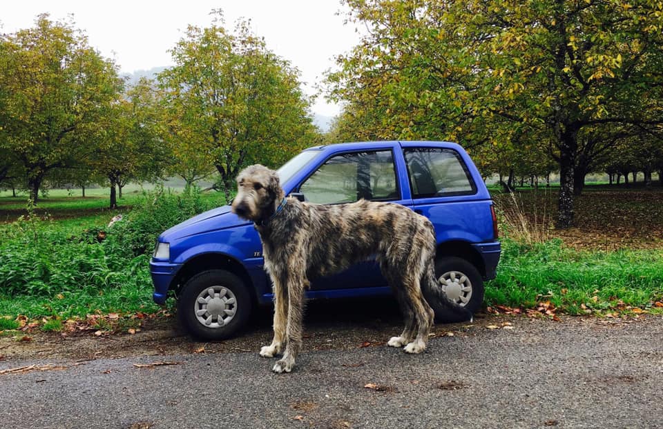 irish wolfhounds