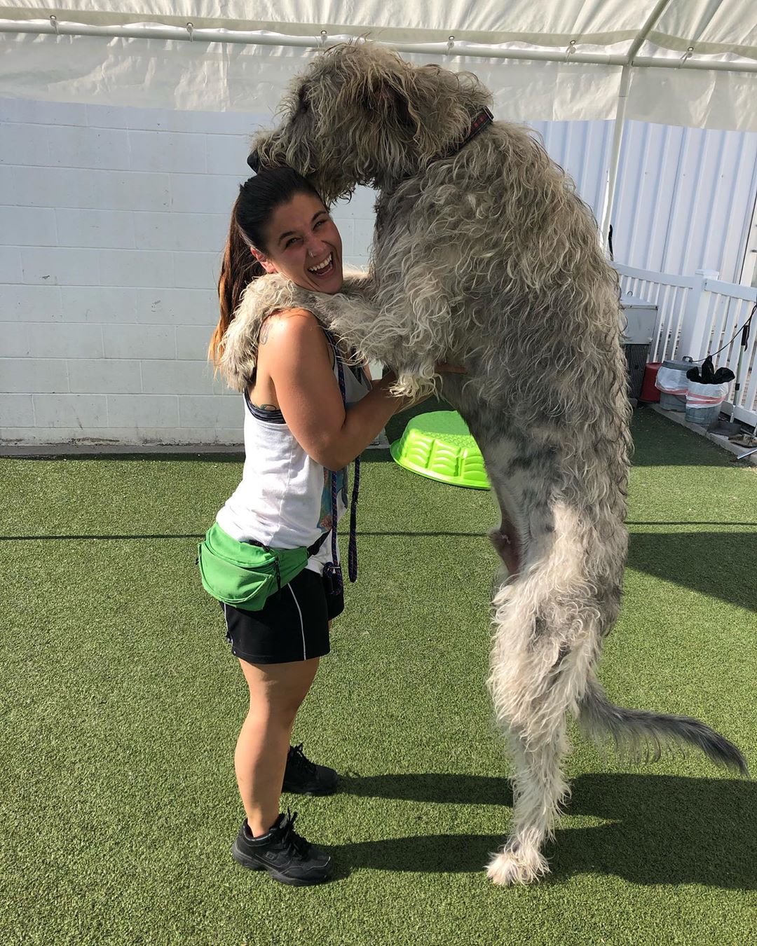 irish wolfhounds