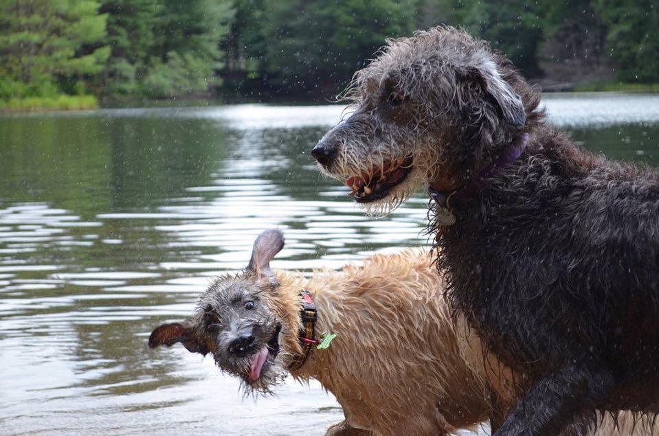 irish wolfhounds