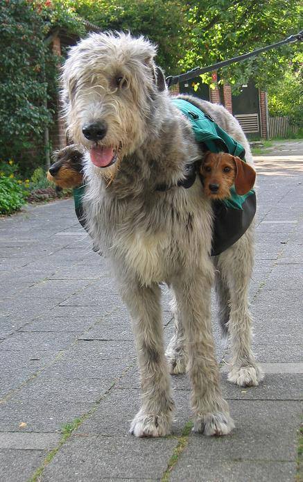 irish wolfhounds