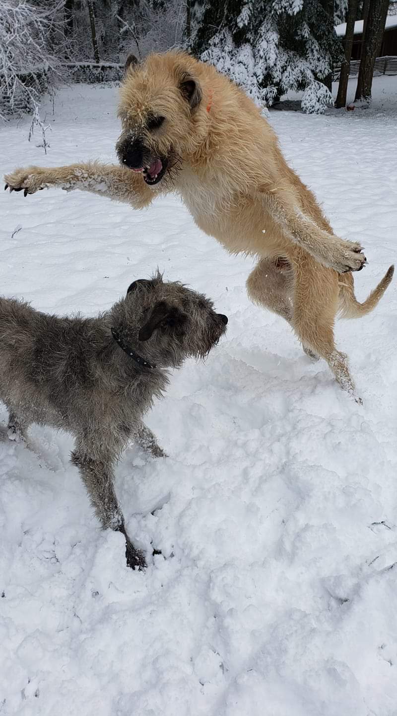 irish wolfhounds