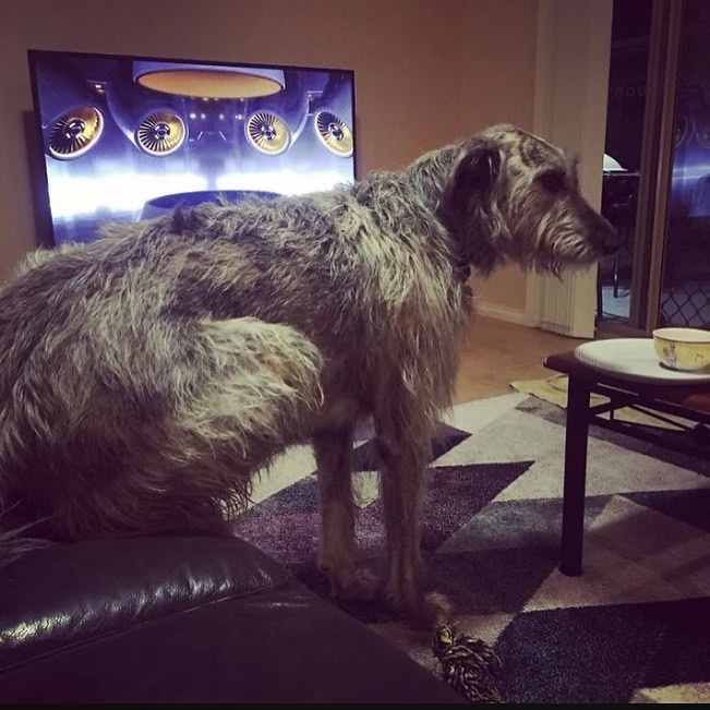 irish wolfhounds