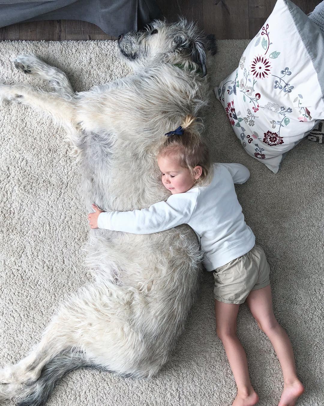 irish wolfhounds