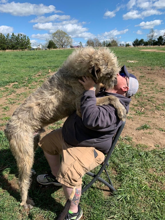 irish wolfhounds