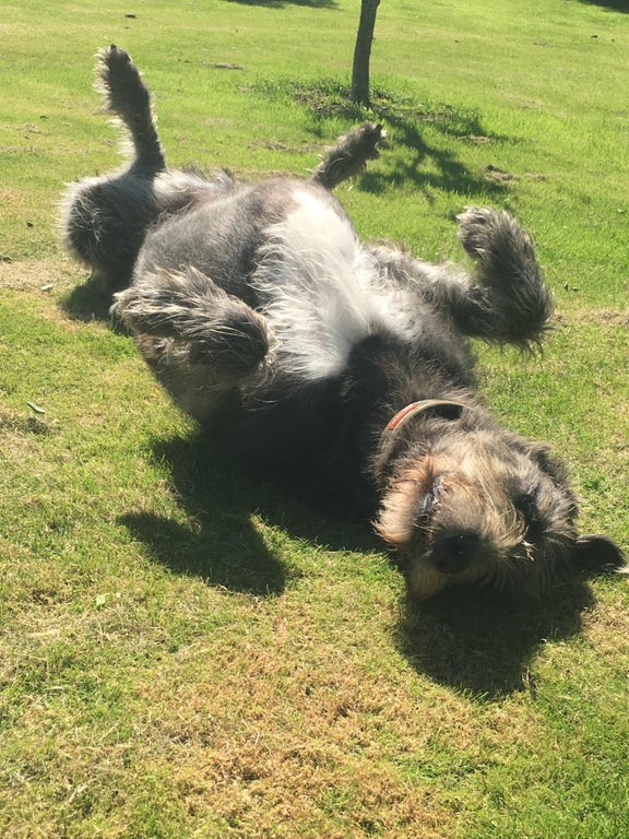 irish wolfhounds