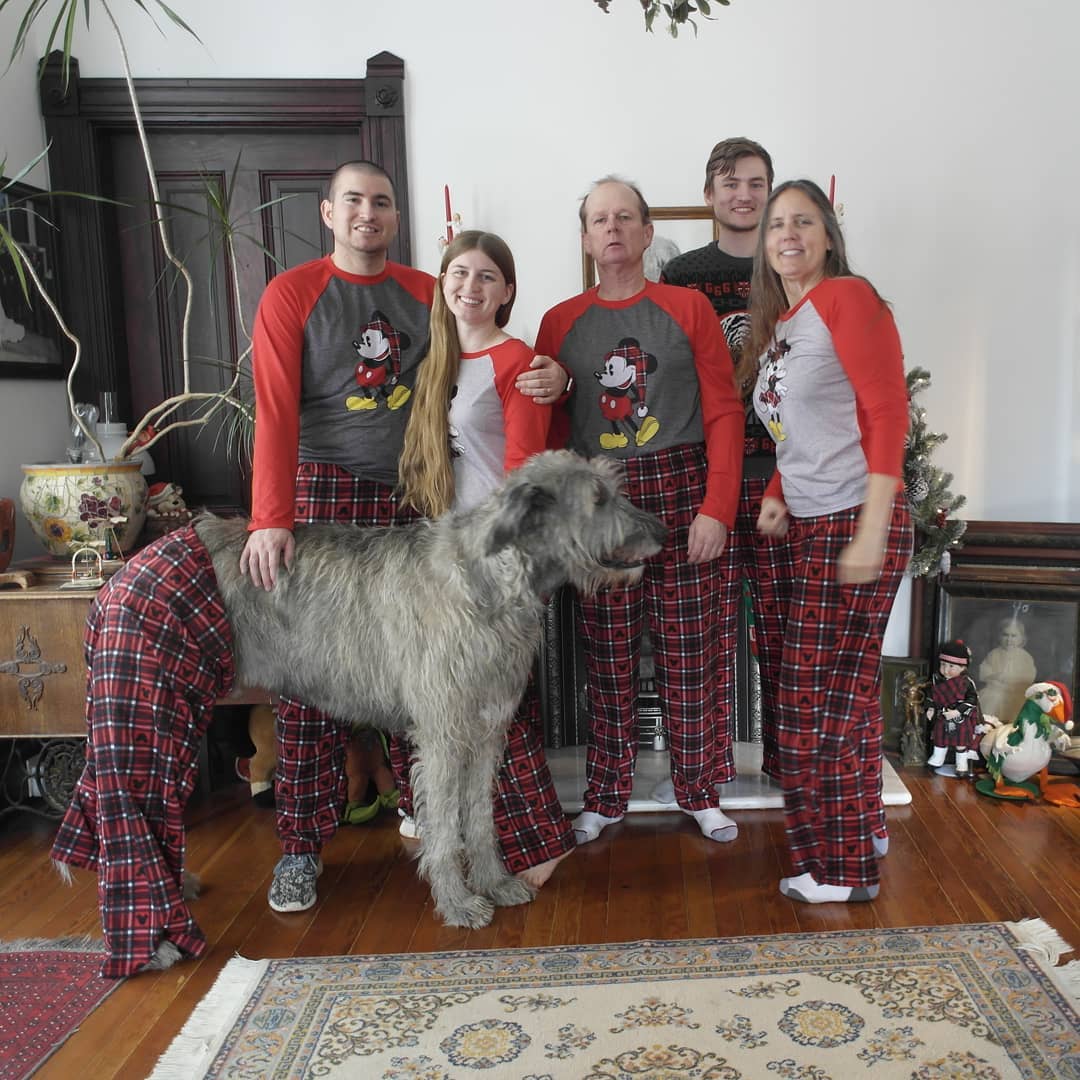 irish wolfhounds