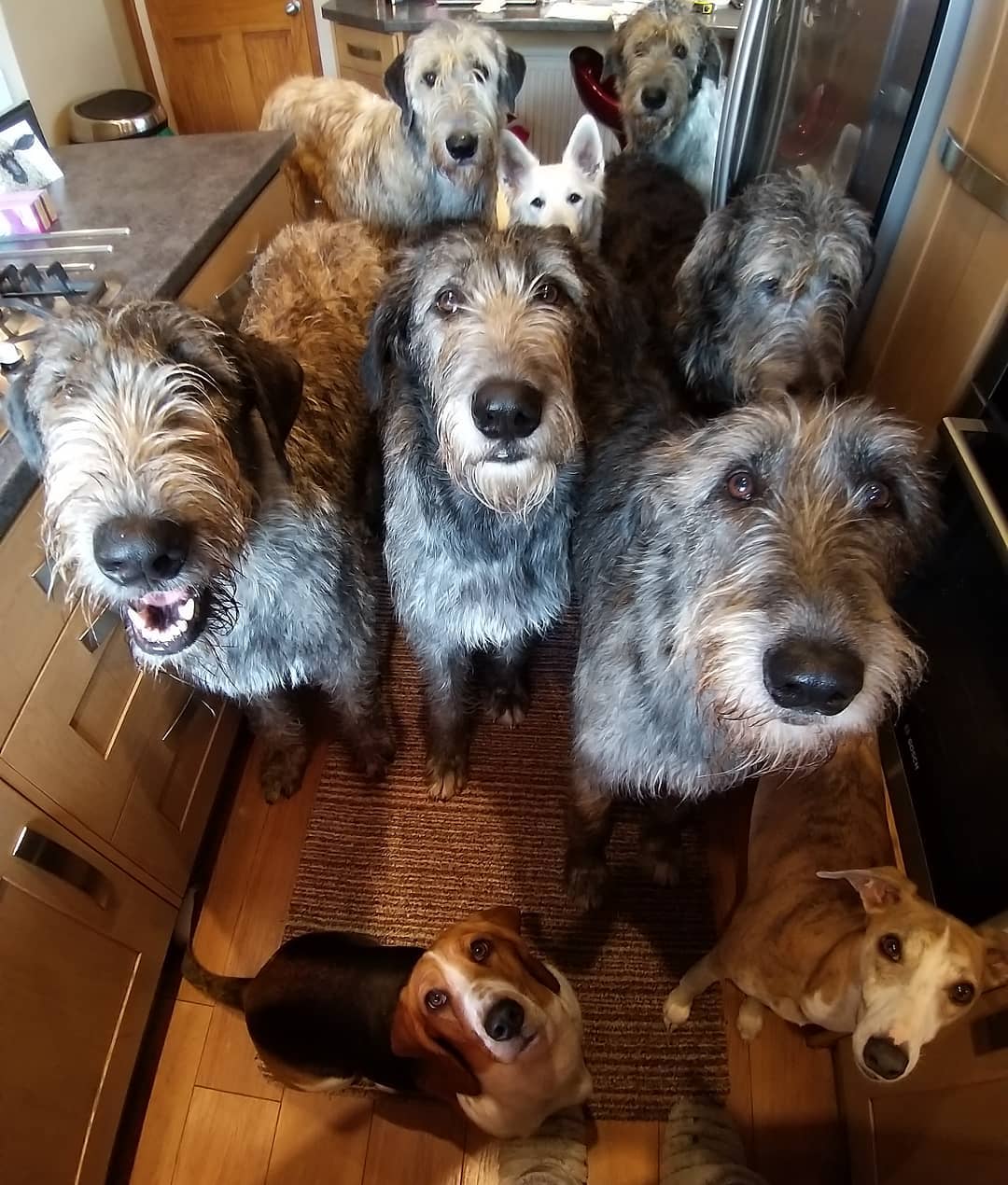 irish wolfhounds