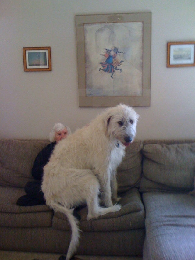 irish wolfhounds