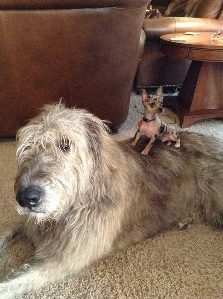 irish wolfhounds