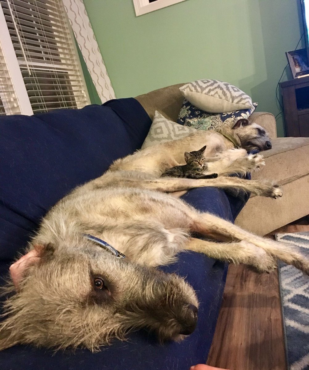 irish wolfhounds and kitten