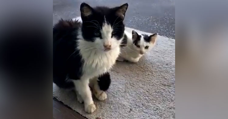 two black and white cats