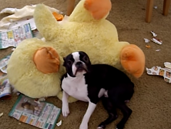 Guilty boston sales terrier
