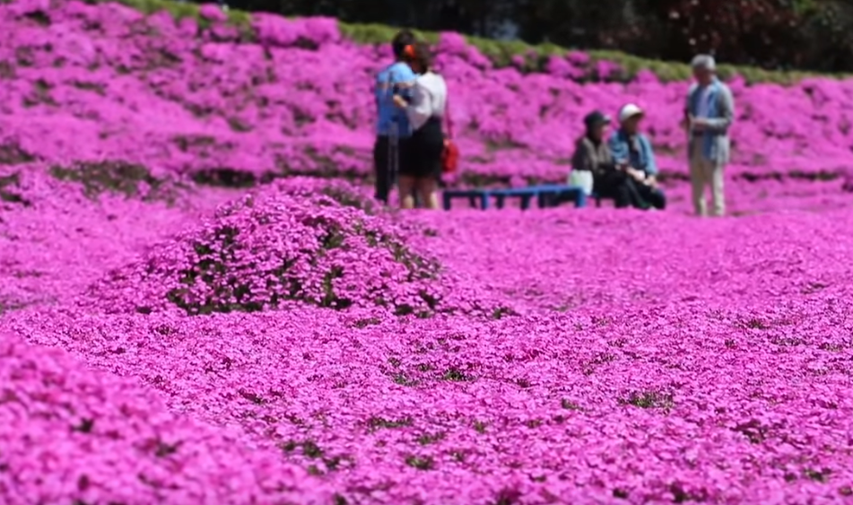 shibazakura flowers japan